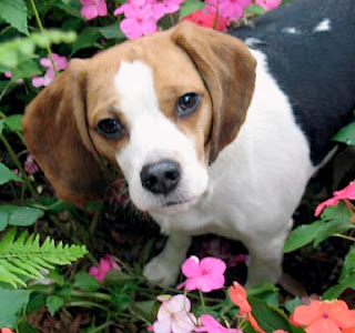 Beagle Puppies Picture