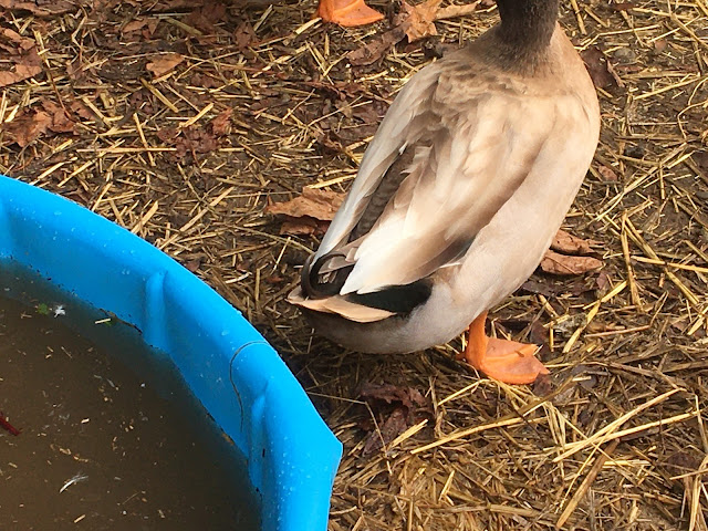 Curled tail feathers on male khaki campbell duck