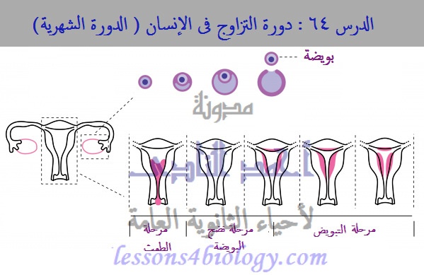 الدرس 64 دورة التزاوج فى الإنسان الدورة الشهرية مدونة أحمد