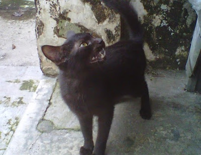 +Gambar foto kucing hitam lagi marah dengan membuka mulut dan memperlihatkan taring