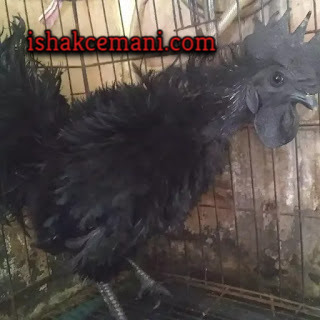 Ayam Cemani Walik