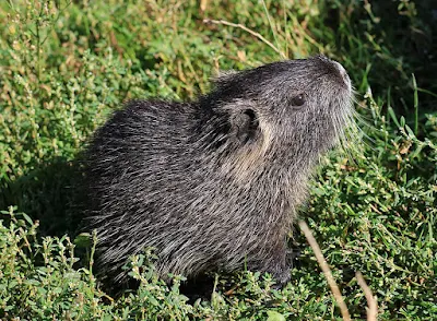 A baby nutria on grass