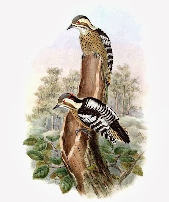 Grey capped Woodpecker