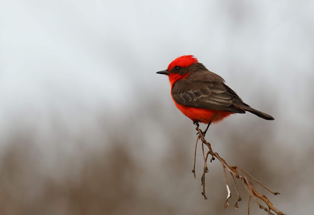 Vermilion Flycatcher