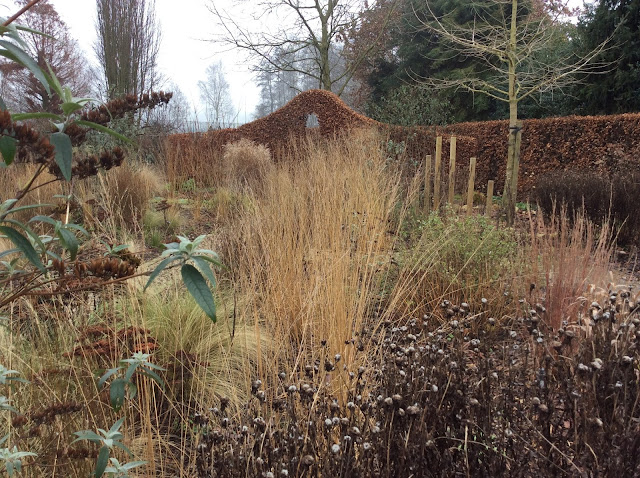 Molinia caerulea 'Heidebraut' in de winter