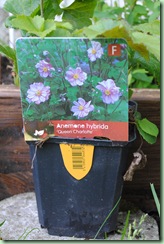Anemone hybrida ‘ Queen Charlotte’