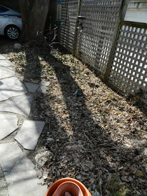 Leslieville Back Yard Spring Cleanup Before by Paul Jung Gardening Services--a Toronto Organic Gardening Company