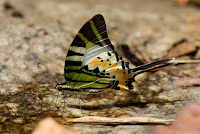 Graphium antiphates