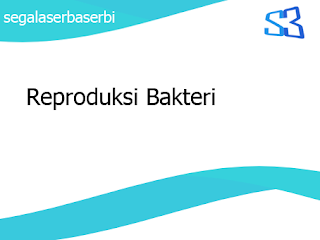 Reproduksi Bakteri