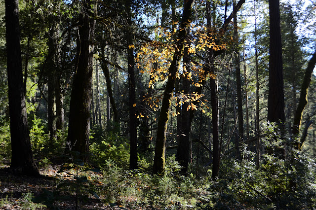 small oak with brown leaves