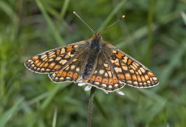 Marsh fritillary butterfly – one of the rare species that Devon’s Coronation Meadow supports. Photo copyright Chris Root (All Rights Reserved)