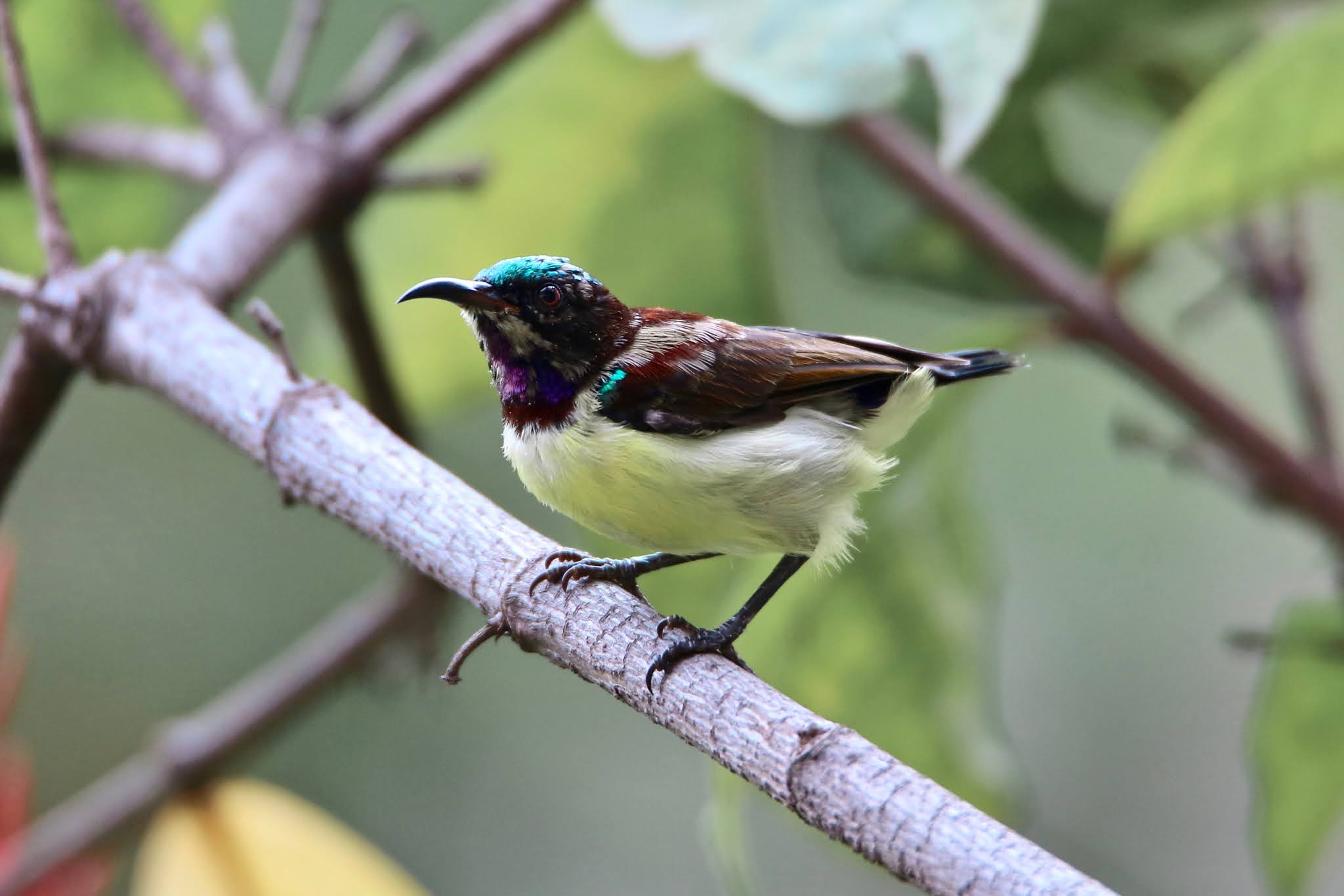 Purple rumped Sunbird, india, high resolution free