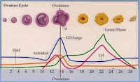 Ciclo de hormonas de maduración