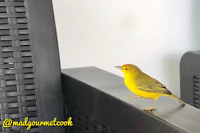 Yellow Finch who catches flies