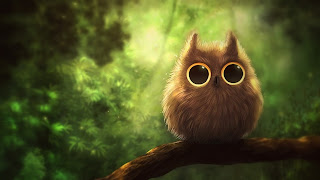 Owl Brid beutifu wallpaper HD quality status instagram facebook Free download