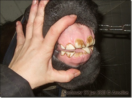 2011-27jan-tenner_01