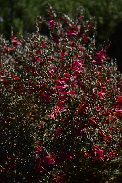 garden bloggers bloom day, gbbd, desert garden, february, small sunny garden, amy myers, eremophila valentine, emu bush