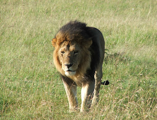 León caminando por el Masai Mara