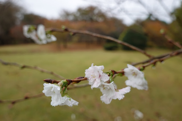 鳥取県西伯郡南部町鶴田　とっとり花回廊　桜の広場　ジュウガツザクラ（十月桜）