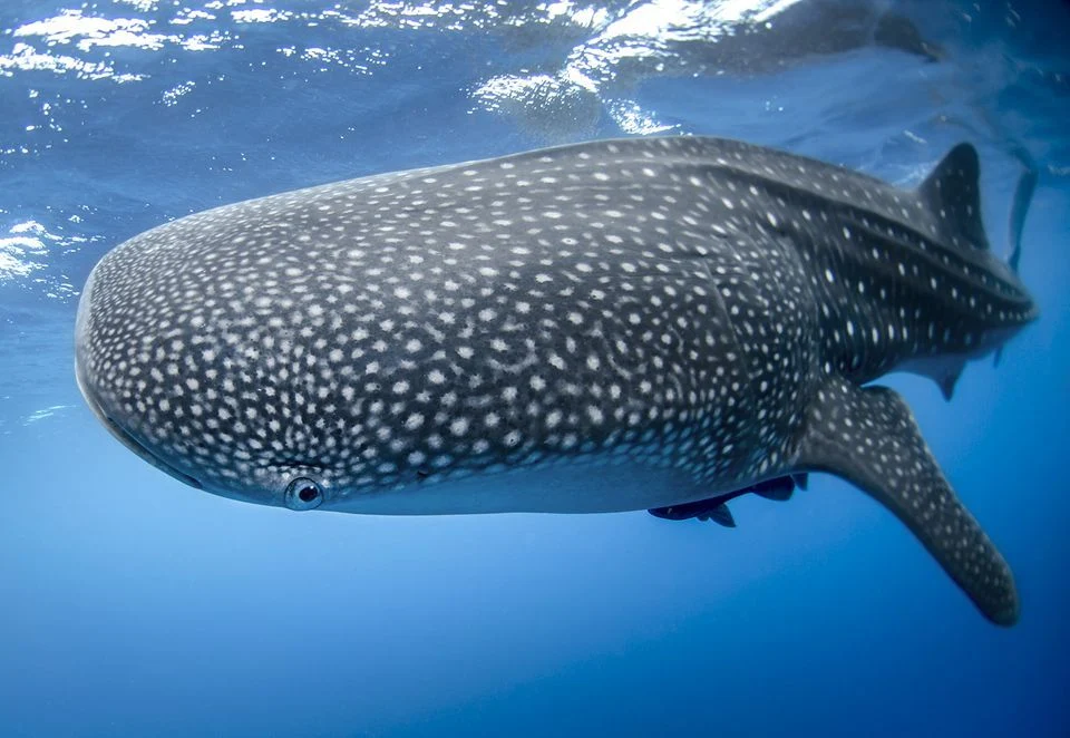 “Butanding” now classified as an endangered species