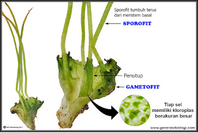 klasifikasi kingdom plantae, klasifikasi kingdom plantae pdf, klasifikasi kingdom plantae dan contohnya, klasifikasi kingdom plantae dan animalia, klasifikasi kingdom plantae beserta gambarnya, klasifikasi kingdom plantae ppt, klasifikasi kingdom plantae berdasarkan ada tidaknya pembuluh, klasifikasi kingdom plantae lumut, klasifikasi kingdom plantae mangga, klasifikasi kingdom plantae tumbuhan, klasifikasi kingdom plantae beserta contohnya, klasifikasi kingdom plantae padi, klasifikasi kingdom plantae dalam bentuk skema, makalah klasifikasi kingdom plantae, bagan klasifikasi kingdom plantae, dasar klasifikasi kingdom plantae, ciri ciri kingdom plantae dan contohnya, kingdom plantae wikipedia, pengertian kingdom plantae, contoh kingdom plantae, klasifikasi kingdom plantae, manfaat kingdom plantae, pembagian klasifikasi kingdom plantae, klasifikasi pada kingdom plantae, gambar klasifikasi kingdom plantae, sistem klasifikasi kingdom plantae, klasifikasi 4 kingdom plantae, klasifikasi kingdom plantae and animalia, klasifikasi anggota kingdom plantae, klasifikasi makhluk hidup kingdom plantae dan animalia