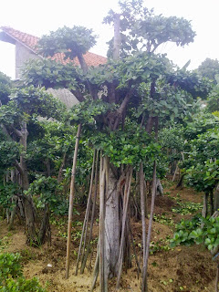 http://mulyaasritaman.blogspot.com/2015/05/tukang-pohon-bonsai-taman-pohon-bonsai.html
