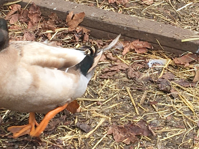 Curled tail feathers on male duck