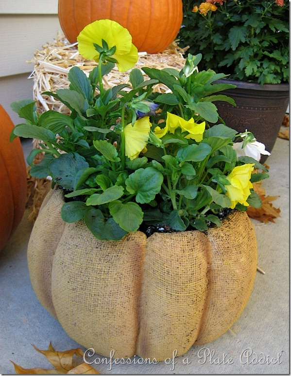 Pansies pansies