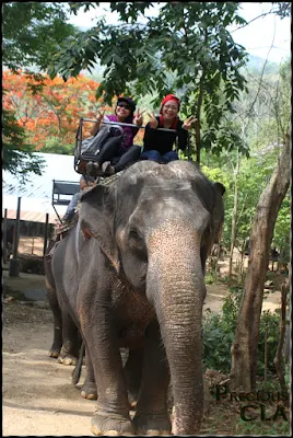 Mae Taeng Elephant Park 