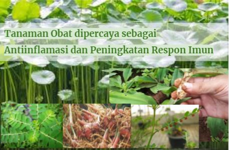 Tanaman Obat Dipercaya sebagai Antiinflamasi dan Peningkatan Respon Imun