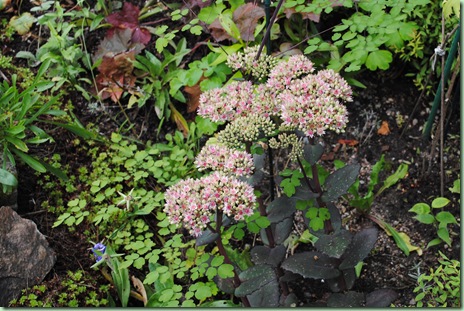 Sedum hybrid ' Matrona'