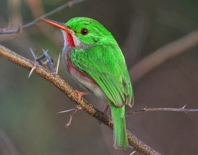 Barrancolí pico grueso Todus subulatus