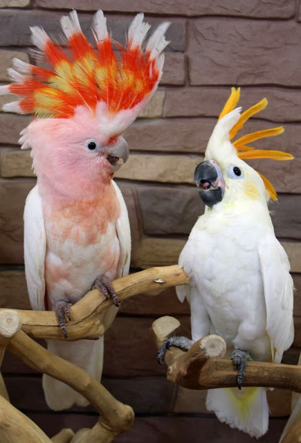 Cockatoo Pet Birds