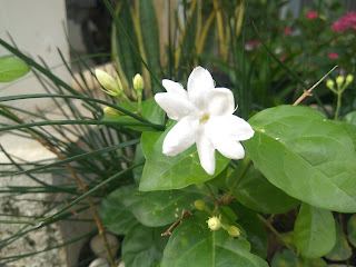 jasmine atau bunga melati