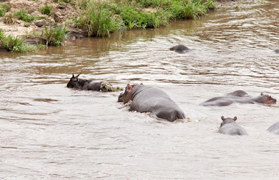 Amazing Story In Kenya Antelope Saved by a Hippo Seen On www.coolpicturegallery.us