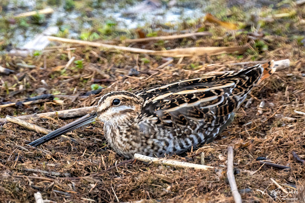 Snipe