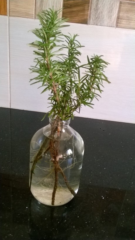 Pot up the stem cuttings once roots develop.