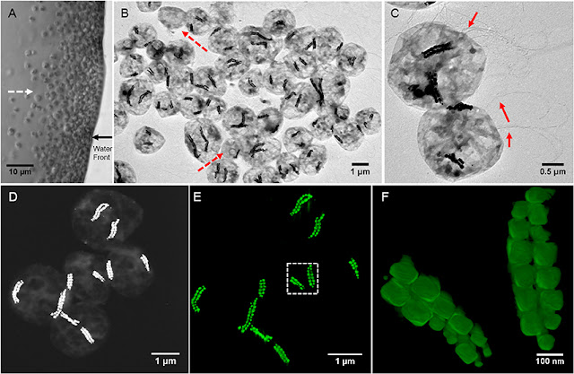 Magnetite Nanoparticles Market