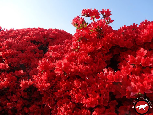 Azalées rouges de Nagaoka