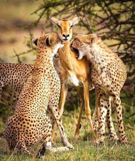 Foto de madre ciervo siendo devorada por los guepardos