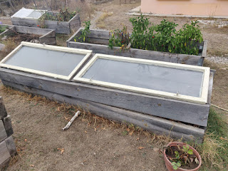 Winterising the raised beds again