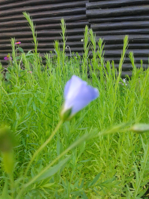 hørfrøblomst hørfrø blomst