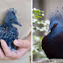 ‘Victoria Crowned Pigeon’, The Beautiful Bird That Can Grow To The Size Of A Turkey