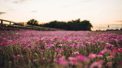 Free Wallpaper Morning Pink Flower Field