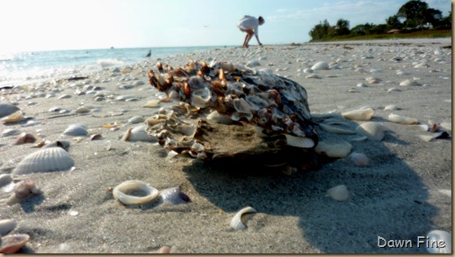 Beach walks sanibel_128