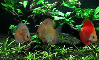 Harga Ikan Discus Termahal