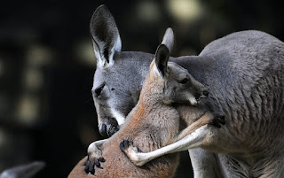kangaroo HD images pics