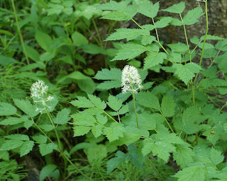 Actée rouge - Actaea rubra