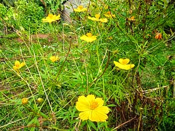 Ata Pethiya Flower - Tagetes lemmonii - Mountain Marigold plants