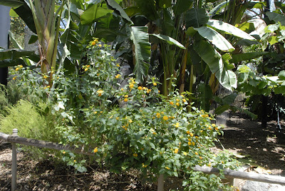 Yellow plants and palm trees